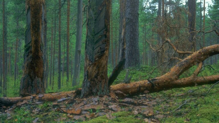 MAAILM OOTAB TEISTSUGUST LUGU