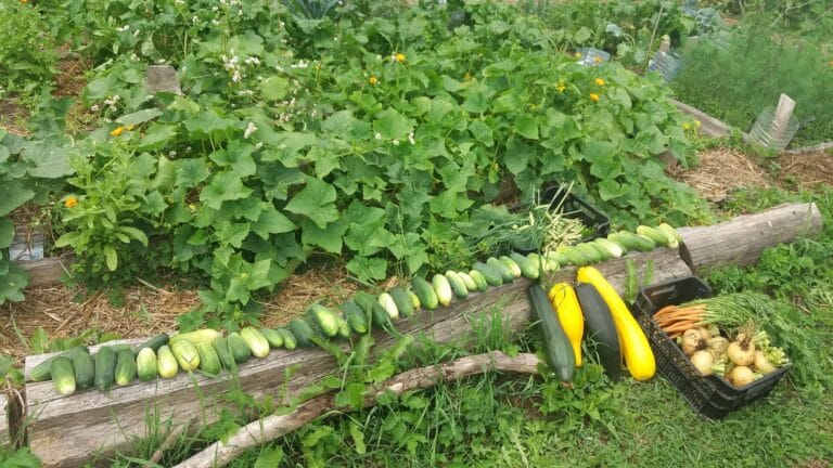 PERMAKULTUUR – IGAÜHE ÖKOLOOGILINE VÕIMALUS?