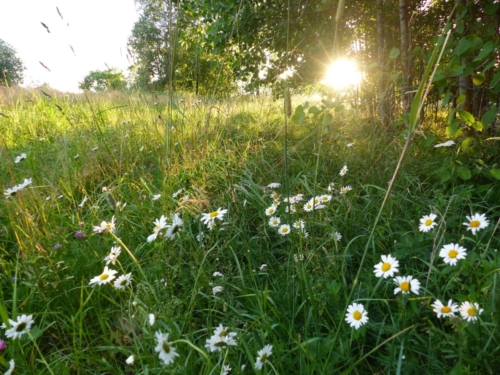 107103631 3458182034233082 5046822210241788473 o