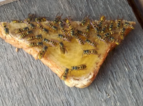 38059423 10159417560298990 5898660663592484864 o