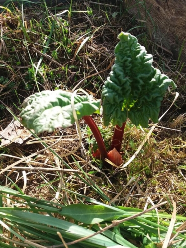 59540466 2502220693162559 8892548482913533952 n