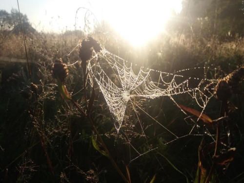 69438401 2728179897233303 7129060427576639488 n