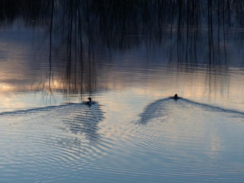 93991560 3252643681453586 8560779610965409792 n