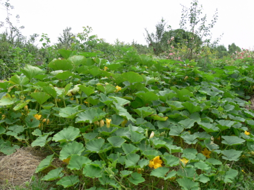 Euroopa okokylad juuli 2008 054