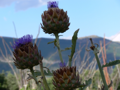 Euroopa okokylade reis juuli 2007 105