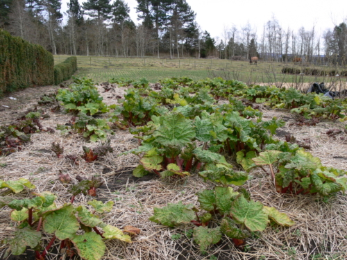 Findhorn Positive Energy march 2008 091